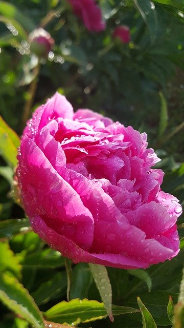 Free download Flower Peony Pink free photo template to be edited with GIMP online image editor