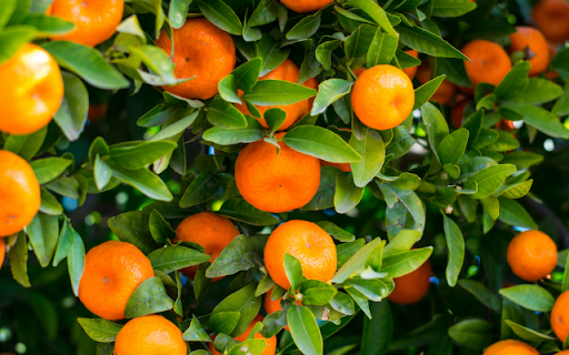 A Citrus Grove from Chrome web store to be run with OffiDocs Chromium online A Citrus Grove from Chrome web store to be run with OffiDocs Chromium online