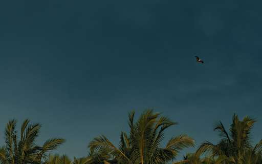 A Dark Blue Sky above Palm Trees from Chrome web store to be run with OffiDocs Chromium online A Dark Blue Sky above Palm Trees from Chrome web store to be run with OffiDocs Chromium online