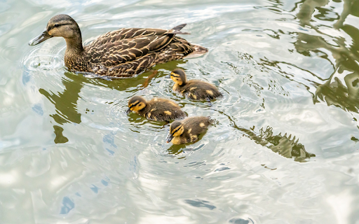 Adorable ducklings from Chrome web store to be run with OffiDocs Chromium online Adorable ducklings from Chrome web store to be run with OffiDocs Chromium online