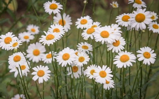 A Field of Cheerful Daisies from Chrome web store to be run with OffiDocs Chromium online A Field of Cheerful Daisies from Chrome web store to be run with OffiDocs Chromium online