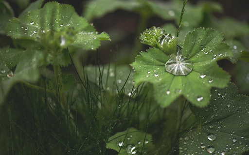 After the rain from Chrome web store to be run with OffiDocs Chromium online After the rain from Chrome web store to be run with OffiDocs Chromium online