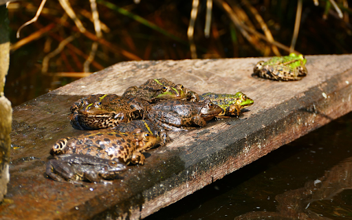 A group of frogs on a wooden bench from Chrome web store to be run with OffiDocs Chromium online A group of frogs on a wooden bench from Chrome web store to be run with OffiDocs Chromium online