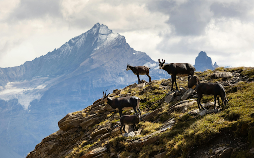 A group of goats on a mountain top from Chrome web store to be run with OffiDocs Chromium online A group of goats on a mountain top from Chrome web store to be run with OffiDocs Chromium online