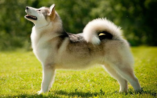 Alaskan Malamute Dog Wallpaper from Chrome web store to be run with OffiDocs Chromium online Alaskan Malamute Dog Wallpaper from Chrome web store to be run with OffiDocs Chromium online