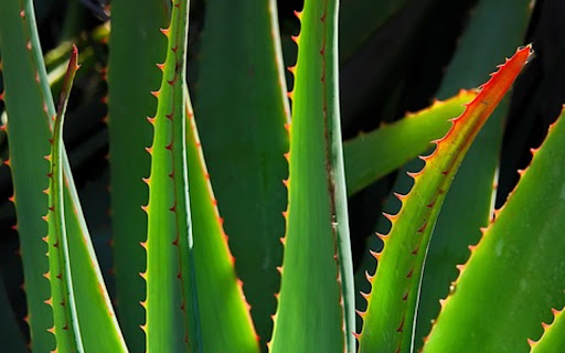ALOE Theme from Chrome web store to be run with OffiDocs Chromium online ALOE Theme from Chrome web store to be run with OffiDocs Chromium online