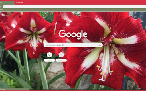Amaryllis from Chrome web store to be run with OffiDocs Chromium online Amaryllis from Chrome web store to be run with OffiDocs Chromium online