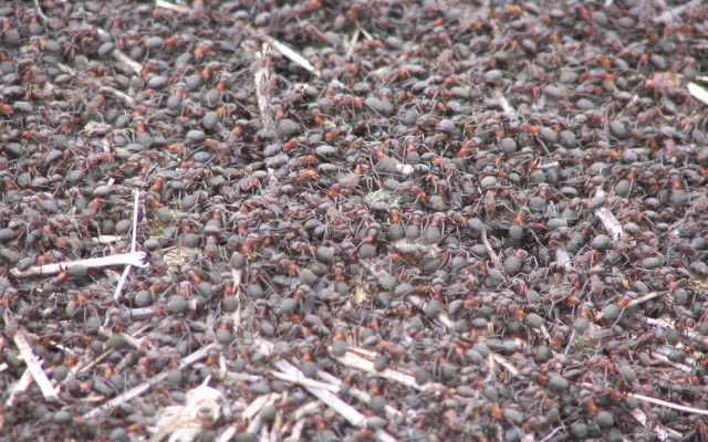 Ant Army from Chrome web store to be run with OffiDocs Chromium online Ant Army from Chrome web store to be run with OffiDocs Chromium online