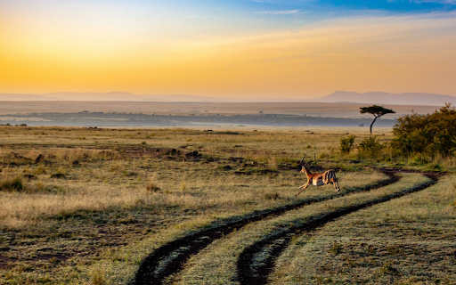 Antelope running on the steppe from Chrome web store to be run with OffiDocs Chromium online Antelope running on the steppe from Chrome web store to be run with OffiDocs Chromium online