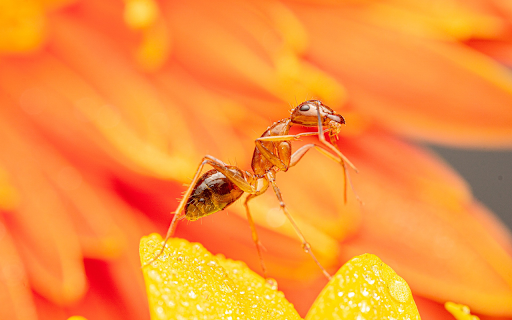 Ant on a yellow flower from Chrome web store to be run with OffiDocs Chromium online Ant on a yellow flower from Chrome web store to be run with OffiDocs Chromium online