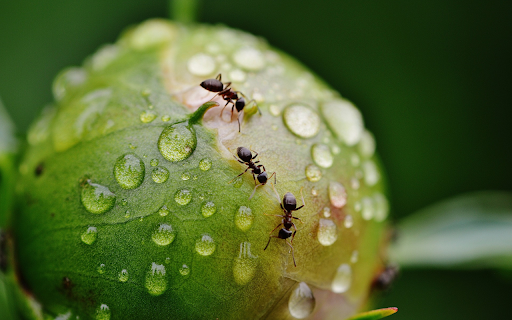Ants crawling on fruit from Chrome web store to be run with OffiDocs Chromium online Ants crawling on fruit from Chrome web store to be run with OffiDocs Chromium online