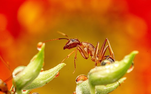ANTS THEME from Chrome web store to be run with OffiDocs Chromium online ANTS THEME from Chrome web store to be run with OffiDocs Chromium online