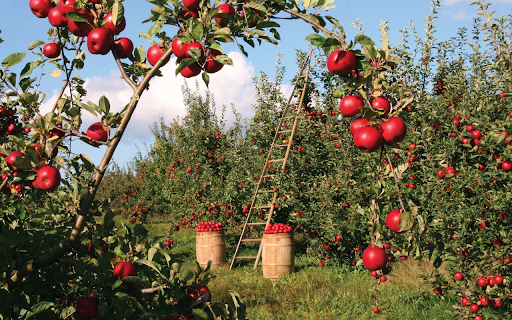 Apples Orchard from Chrome web store to be run with OffiDocs Chromium online Apples Orchard from Chrome web store to be run with OffiDocs Chromium online