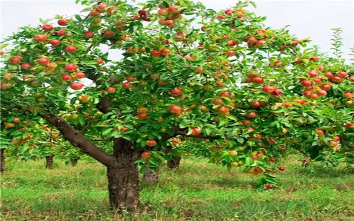 apple tree wallpaper with lots of fruit from Chrome web store to be run with OffiDocs Chromium online apple tree wallpaper with lots of fruit from Chrome web store to be run with OffiDocs Chromium online