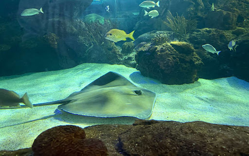 aquarium from Chrome web store to be run with OffiDocs Chromium online aquarium from Chrome web store to be run with OffiDocs Chromium online