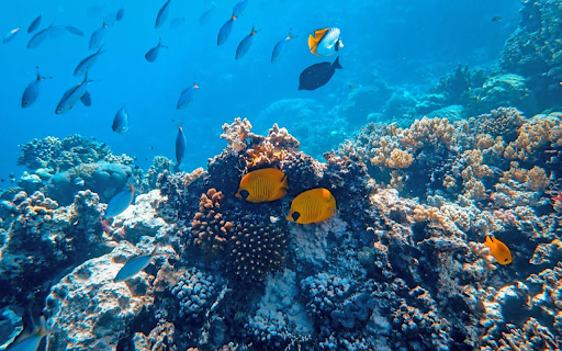 Aquatic Oasis from Chrome web store to be run with OffiDocs Chromium online Aquatic Oasis from Chrome web store to be run with OffiDocs Chromium online