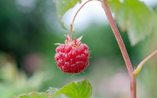 A red raspberry from Chrome web store to be run with OffiDocs Chromium online A red raspberry from Chrome web store to be run with OffiDocs Chromium online