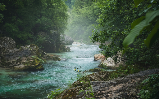A river flowing through a forest with green trees from Chrome web store to be run with OffiDocs Chromium online A river flowing through a forest with green trees from Chrome web store to be run with OffiDocs Chromium online