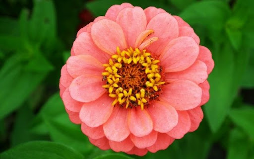 A Salmon Hued Zinnia Bloom from Chrome web store to be run with OffiDocs Chromium online A Salmon Hued Zinnia Bloom from Chrome web store to be run with OffiDocs Chromium online