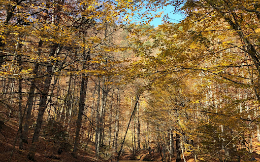 A Scenic Shot of the Wilderness from Chrome web store to be run with OffiDocs Chromium online A Scenic Shot of the Wilderness from Chrome web store to be run with OffiDocs Chromium online