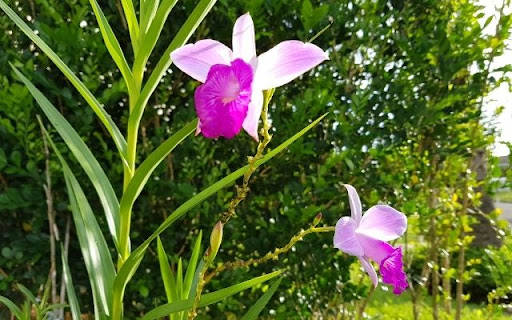 A Striking Duo of Arundina graminifolia from Chrome web store to be run with OffiDocs Chromium online A Striking Duo of Arundina graminifolia from Chrome web store to be run with OffiDocs Chromium online