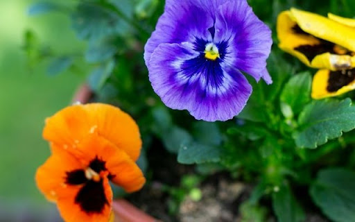 A Trio of Colorful Viola Blooms from Chrome web store to be run with OffiDocs Chromium online A Trio of Colorful Viola Blooms from Chrome web store to be run with OffiDocs Chromium online