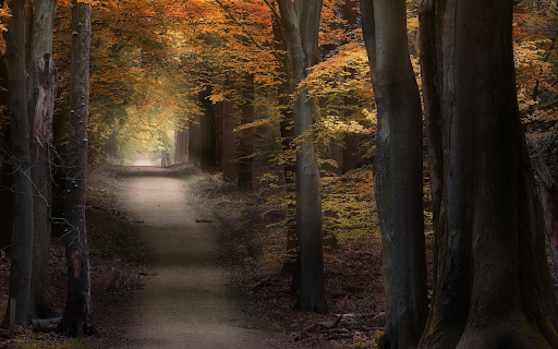 Autumn Forest Path from Chrome web store to be run with OffiDocs Chromium online Autumn Forest Path from Chrome web store to be run with OffiDocs Chromium online