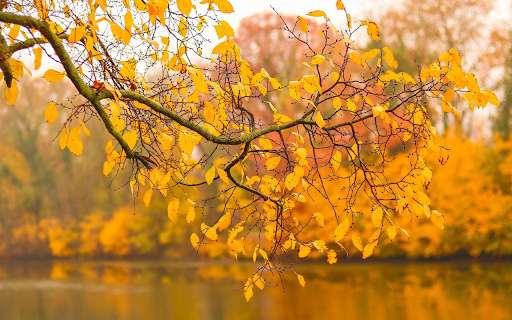 autumn leaves yellow from Chrome web store to be run with OffiDocs Chromium online autumn leaves yellow from Chrome web store to be run with OffiDocs Chromium online
