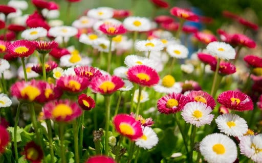 A Vibrant Carpet of Bellis perennis from Chrome web store to be run with OffiDocs Chromium online A Vibrant Carpet of Bellis perennis from Chrome web store to be run with OffiDocs Chromium online