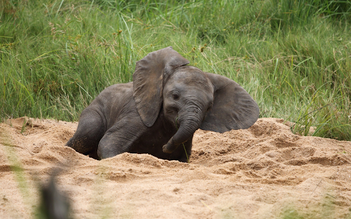 Baby Elephant in the Sandpit from Chrome web store to be run with OffiDocs Chromium online Baby Elephant in the Sandpit from Chrome web store to be run with OffiDocs Chromium online