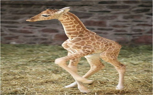 baby giraffe wallpaper from Chrome web store to be run with OffiDocs Chromium online baby giraffe wallpaper from Chrome web store to be run with OffiDocs Chromium online
