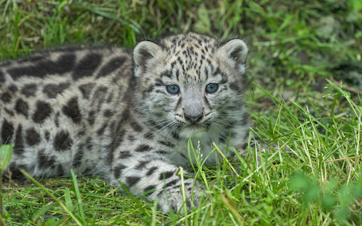 Baby leopard from Chrome web store to be run with OffiDocs Chromium online Baby leopard from Chrome web store to be run with OffiDocs Chromium online