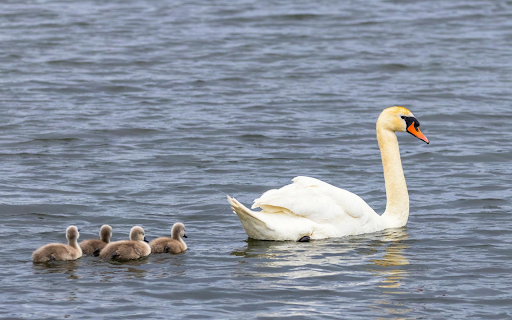 Baby Swans from Chrome web store to be run with OffiDocs Chromium online Baby Swans from Chrome web store to be run with OffiDocs Chromium online