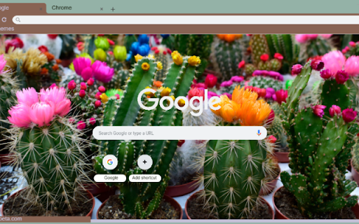 Ball Cactus Flower from Chrome web store to be run with OffiDocs Chromium online Ball Cactus Flower from Chrome web store to be run with OffiDocs Chromium online