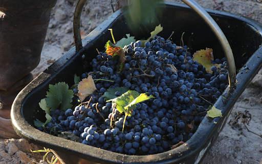 Basket of black grapes from Chrome web store to be run with OffiDocs Chromium online Basket of black grapes from Chrome web store to be run with OffiDocs Chromium online