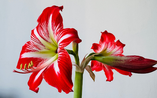 Beautiful big red lilies from Chrome web store to be run with OffiDocs Chromium online Beautiful big red lilies from Chrome web store to be run with OffiDocs Chromium online