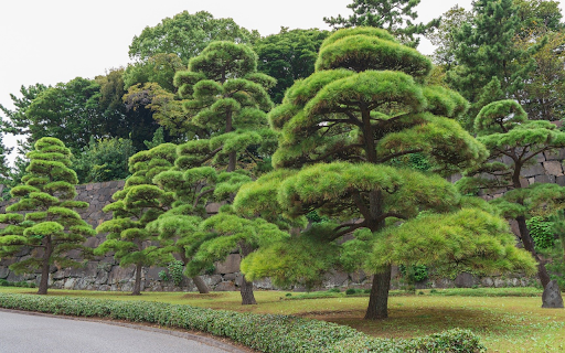 beautiful bonsai from Chrome web store to be run with OffiDocs Chromium online beautiful bonsai from Chrome web store to be run with OffiDocs Chromium online