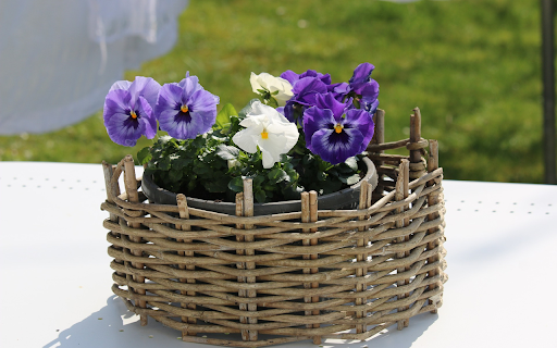 Beautiful flower pot from Chrome web store to be run with OffiDocs Chromium online Beautiful flower pot from Chrome web store to be run with OffiDocs Chromium online