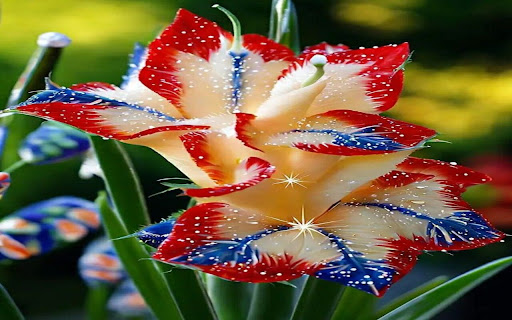 beautiful gladiolus wallpaper from Chrome web store to be run with OffiDocs Chromium online beautiful gladiolus wallpaper from Chrome web store to be run with OffiDocs Chromium online