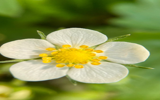 Beautiful little flower wallpaper from Chrome web store to be run with OffiDocs Chromium online Beautiful little flower wallpaper from Chrome web store to be run with OffiDocs Chromium online