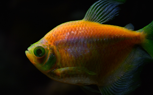 Beautiful ornamental fish from Chrome web store to be run with OffiDocs Chromium online Beautiful ornamental fish from Chrome web store to be run with OffiDocs Chromium online