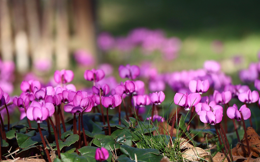 Beautiful Purple Flowers from Chrome web store to be run with OffiDocs Chromium online Beautiful Purple Flowers from Chrome web store to be run with OffiDocs Chromium online