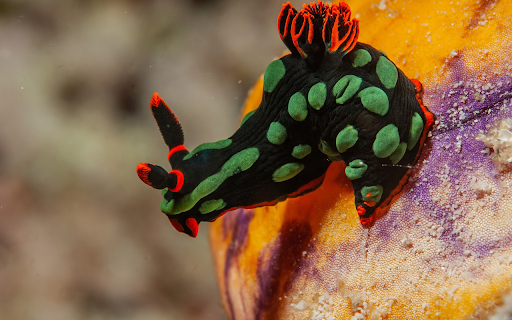 Beautiful sea snails from Chrome web store to be run with OffiDocs Chromium online Beautiful sea snails from Chrome web store to be run with OffiDocs Chromium online