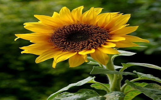 beautiful sunflower wallpaper from Chrome web store to be run with OffiDocs Chromium online beautiful sunflower wallpaper from Chrome web store to be run with OffiDocs Chromium online
