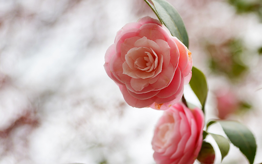 Beautiful tea rose branches from Chrome web store to be run with OffiDocs Chromium online Beautiful tea rose branches from Chrome web store to be run with OffiDocs Chromium online