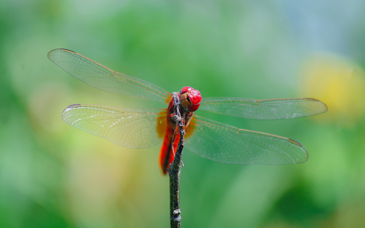 Beautiful thin winged chili dragonfly from Chrome web store to be run with OffiDocs Chromium online Beautiful thin winged chili dragonfly from Chrome web store to be run with OffiDocs Chromium online