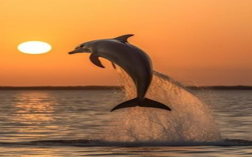 Beautiful whale wallpaper from Chrome web store to be run with OffiDocs Chromium online Beautiful whale wallpaper from Chrome web store to be run with OffiDocs Chromium online