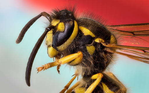 Bee and feathers from Chrome web store to be run with OffiDocs Chromium online Bee and feathers from Chrome web store to be run with OffiDocs Chromium online