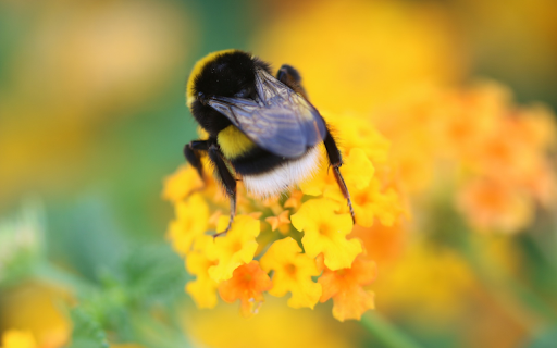 Bee flower spring from Chrome web store to be run with OffiDocs Chromium online Bee flower spring from Chrome web store to be run with OffiDocs Chromium online