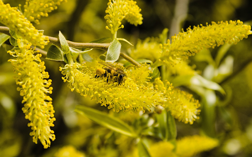 Bees and yellow flowers from Chrome web store to be run with OffiDocs Chromium online Bees and yellow flowers from Chrome web store to be run with OffiDocs Chromium online